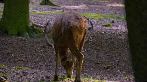 Red deer standing Stock Footage 252158108