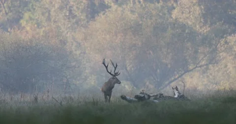 Red deer standing in forest 스톡 동영상 208834290