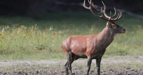 Red deer standing in forest 스톡 동영상 208835149
