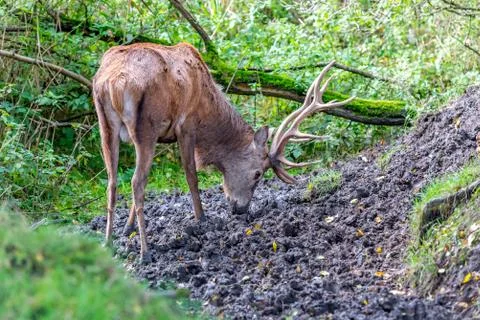 Red deer is standing in the mud Stock Photos