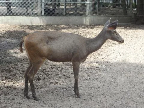Red deer standing Stock Photos