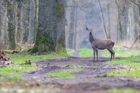 Red deer standing on trail looking at camera in forest Stock Photos