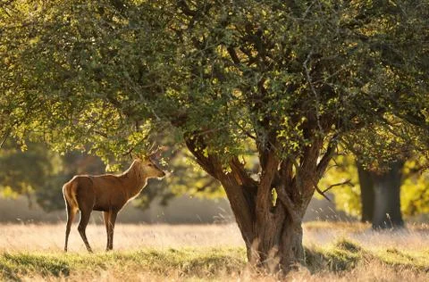 Red deer standing under a tree at dawn Stock Photos