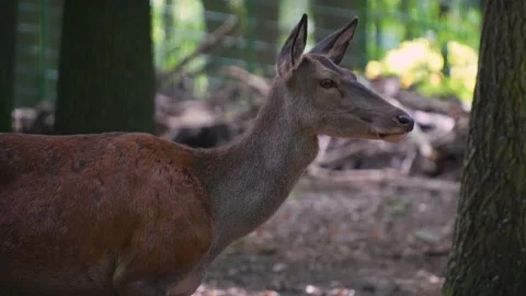 Red deer standing in the woods Stock Footage 252100227