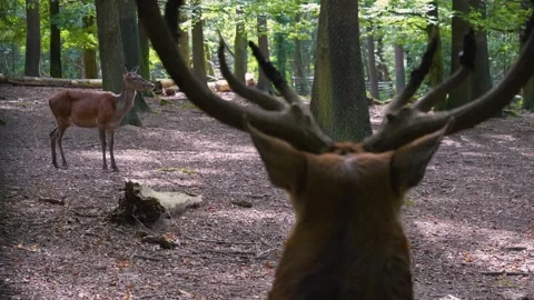 Red deer standing in the woods Stock-Footage 252104610