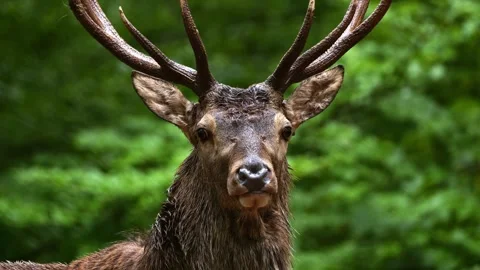 Red Deer Staring at Camera – Cinematic 4K Portrait 動画素材 320190132