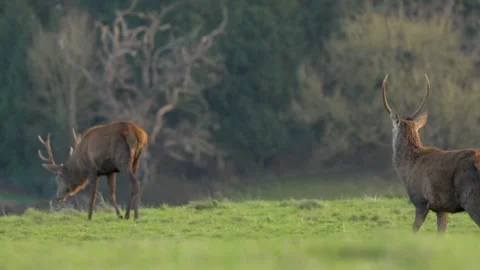 Red deer stroll through autumn fields at dusk a breathtaking sunset Stock Footage 304391642