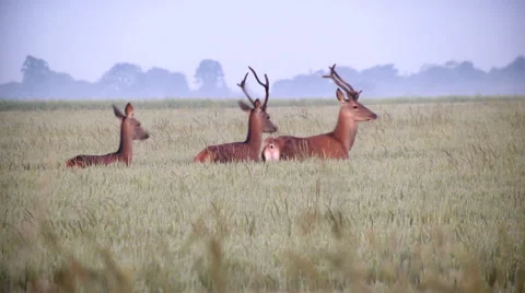 Red deer in Suffolk, UK Stock Footage 46710536