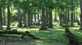 Red Deer in sunny forest landscape HD Footage