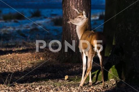 Red deer in the sunshine Stock Photos