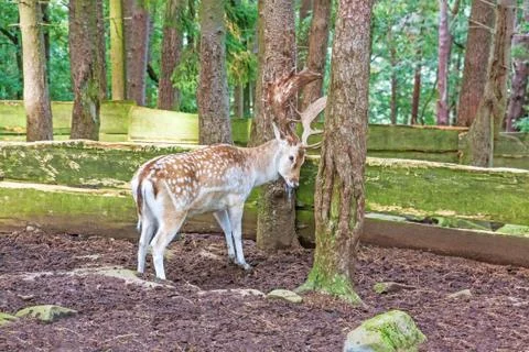 Red deer at tree Stock Photos