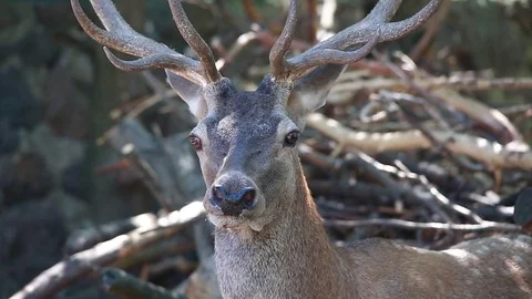 Red deer turns the head. Video with natural audio sound Stock Footage 79479710