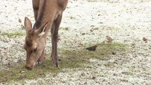 The red deer tweak the snowy grass  1 Stock Footage 86060107