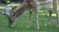 Red Deer very close up eating in forest shadow area HD Footage