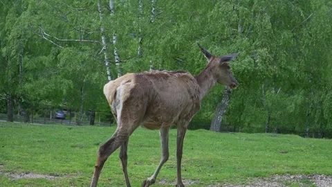 Red Deer Walking Across Green Meadow in Birch Forest Stock Footage 342586173