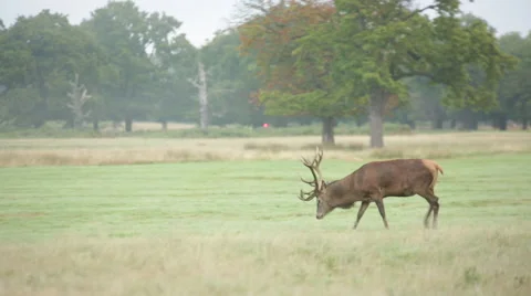 Red deer walking, England Stock Footage 54839220