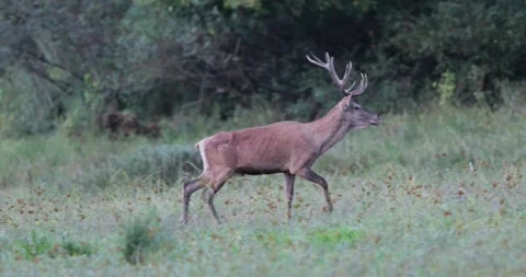 Red deer walking in forest 스톡 동영상 218632927