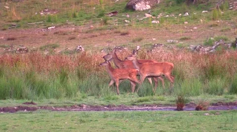 Red deer walking in high grass Stock Footage 55858713