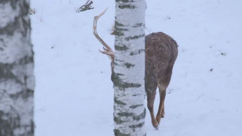 Red deer walking in winter landscape with falling snow in slow motion Video stock 148243995