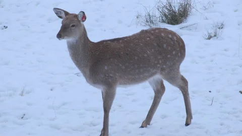 Red deer walking in winter landscape with falling snow in slow motion Stock Footage 148788243