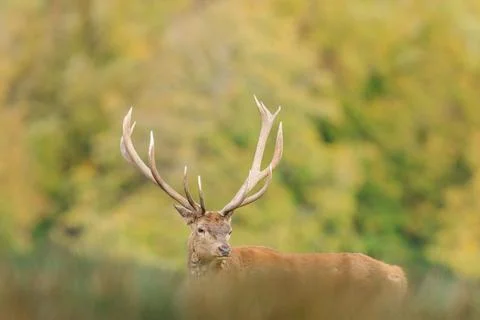 A red deer walks in the forest Stock Photos