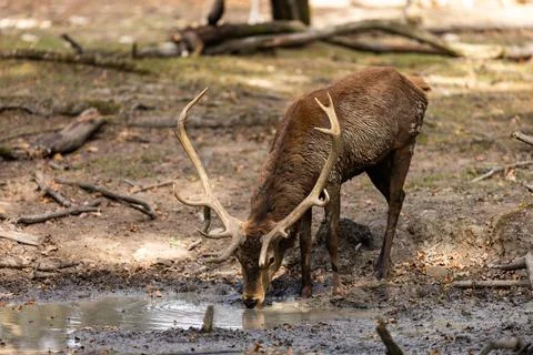 A red deer walks in the forest Foto stock