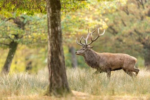 A red deer walks in the forest Foto stock