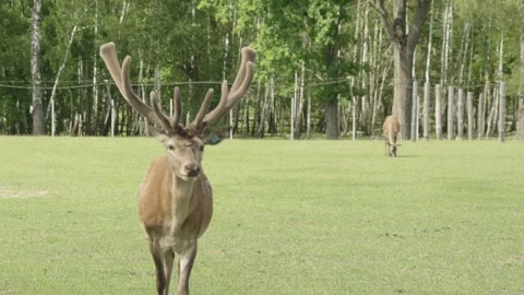 A red deer walks toward the camera Stock Footage 336265771