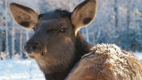 Red deer in the wild, forest or nature reserve. Beautiful winter landscape Video stock 156334280