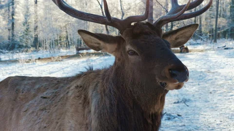 Red deer in the wild, forest or nature reserve. Beautiful winter landscape Video stock 159416599