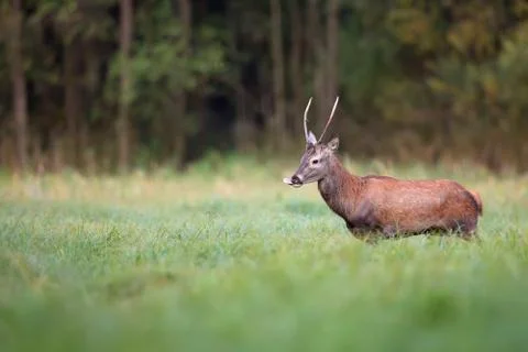 Red deer in the wild in the forest Stock Photos
