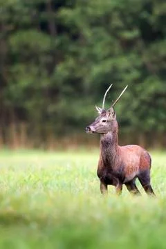 Red deer in the wild Stock Photos