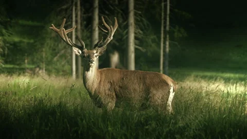Red deer in wilderness area moving and watching with majestic elegance Stock Footage 307831329