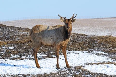 Red deer in the winter afternoon Fotos de archivo