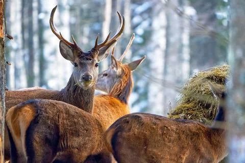 Red deer in winter forest looking to camera. wildlife, Protection of Nature Stock Photos