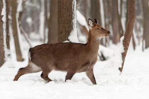 Red deer in winter forest Stock Photos