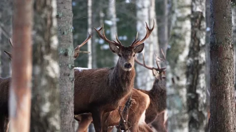 Red deer in winter forest. wildlife, Protection of Nature. Raising deer in their Stock Footage 149107587