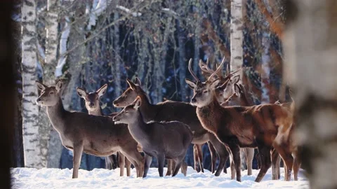 Deer Snow Winter Forest Royalty Free Photo