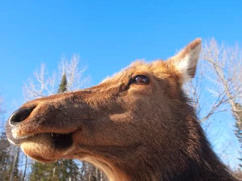 Red Deer in winter Stock Photos