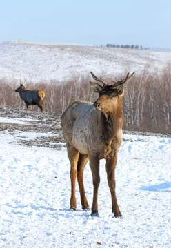 Red deer in the winter Stock Photos