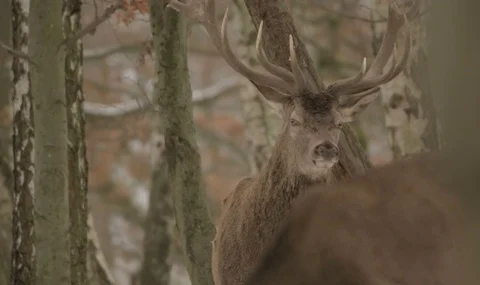 Red deer in winter - red epic 5k footage Video stock 83434424