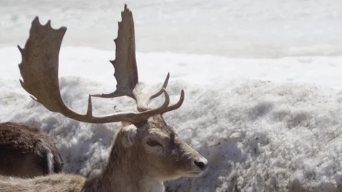 Red deer winter side profile Stock Footage 106584317