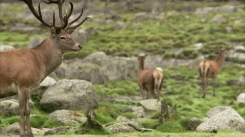 Red deer at a zoo Stock Footage 11314941