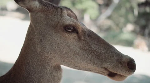 Red deer,female, close up Stock Footage 67222300