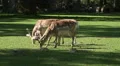 Red Deers close up eating grass at sunny grassland HD Footage
