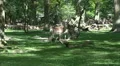 Red Deers eating in sunny oak and beech forest glade HD Footage