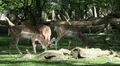 Red Deers eating in sunny oak and beech forest glade HD Footage