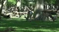 Red Deers eating under shadow of trees in sunny forest HD Footage