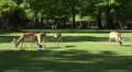 Red Deers group eating in sunny in sunny grassland HD Footage