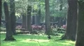 Red Deers horde in oak and beech forest at sunny summer day HD Footage